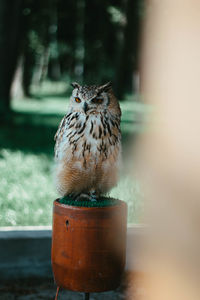 Close-up of owl perching on metal