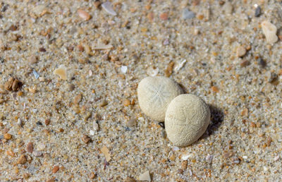 Close-up of seashells on pebbles