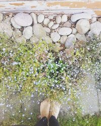 Low section of person standing by plants