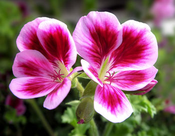 Close-up of pink flowers blooming outdoors