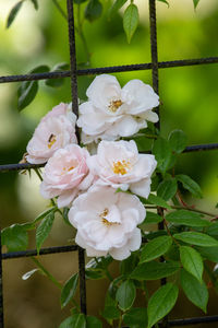 Close-up of white flowering plant