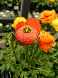 Close-up of red flower