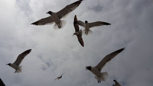 Low angle view of seagulls flying against sky