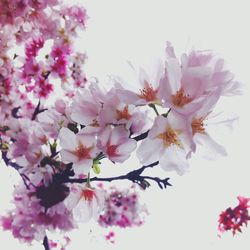 Low angle view of cherry blossoms