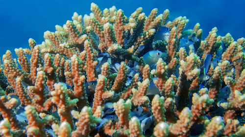 Close-up of coral in sea