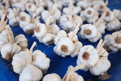 Close-up of white flowers