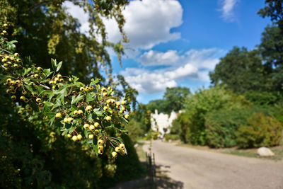 Plants growing by road against sky