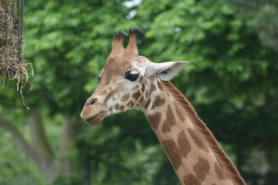 Close-up of a giraffe against blurred background