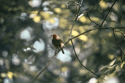 Low angle view of bird perching on branch