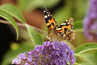 Painted lady butterfly pollinating on buddleia