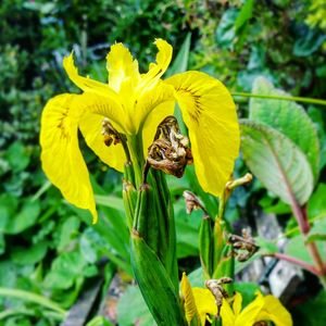 Close-up of bee on yellow flower