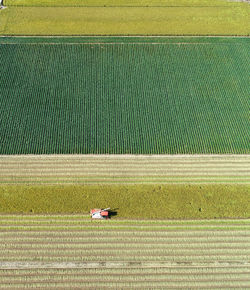 High angle view of agricultural field