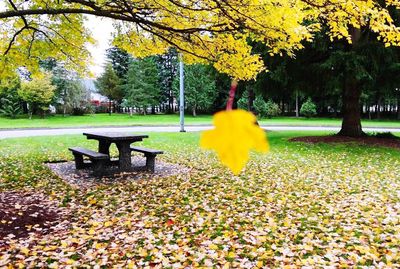 Yellow flowers in park during autumn