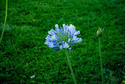 Close-up of white flowers blooming in field