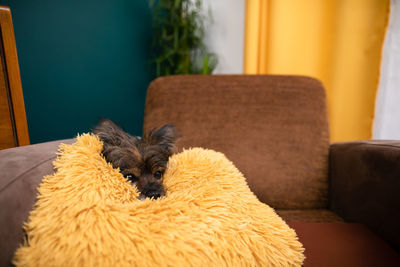 At home, a mongrel dog lies on an orange pillow.