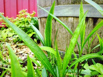 Close-up of plants growing in garden