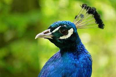 Close-up of a peacock