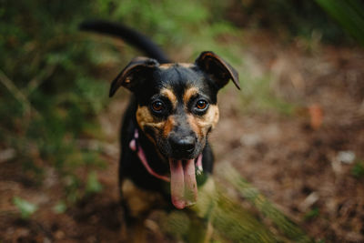 Portrait of dog on field