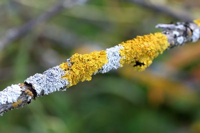 Close-up of branch