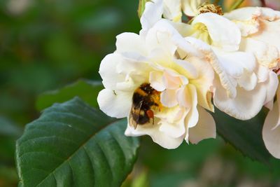 Close-up of bee on white flower