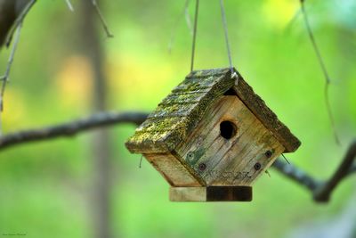 Close-up of old birdhouse on tree