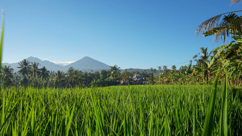 Scenic view of agricultural field against clear sky