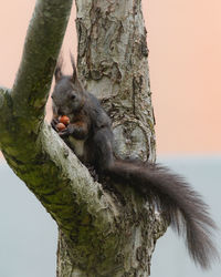 Squirrel sitting on a branch and eating nuts