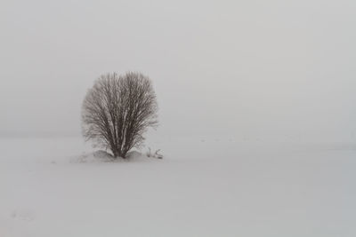 Bare tree on snow covered field against clear sky