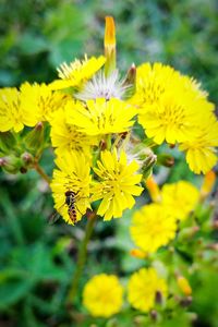 Close-up of honey bee on yellow flowers