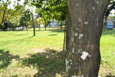 Tree trunk on field in park
