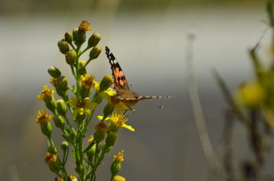 Close-up of flower against blurred background