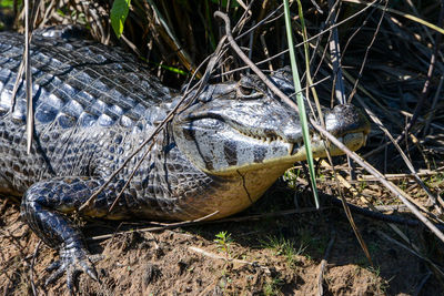 Close-up of a reptile on field