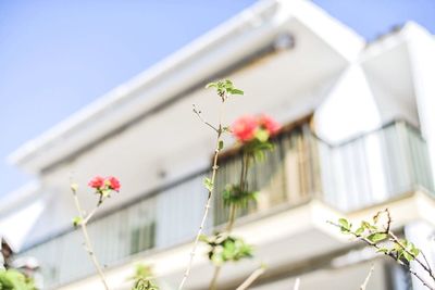 Low angle view of flowers