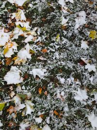 Close-up of snow on tree during winter