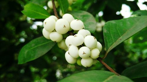 Close-up of white flower