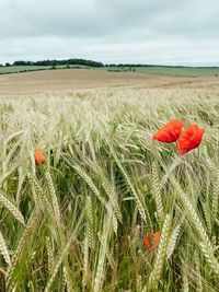 Scenic view of poppy field against sky