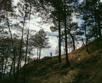 Trees growing in forest against sky