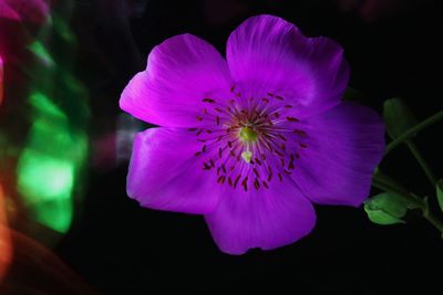 Close-up of pink flower