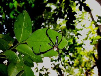 Close-up of insect on leaves