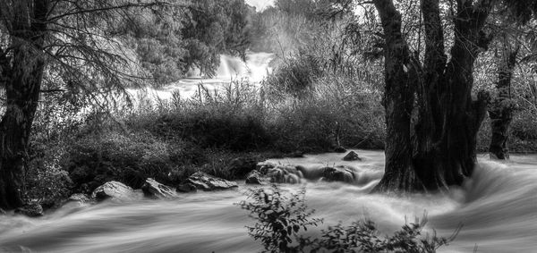 River flowing through forest