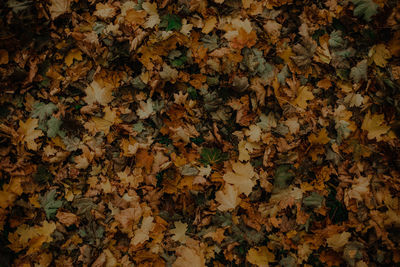 Full frame shot of dried autumn leaves on field