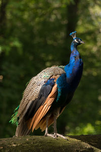 Close-up of peacock perching on wall