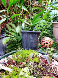 Close-up of potted plant