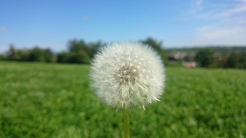 Close-up of dandelion on field against sky