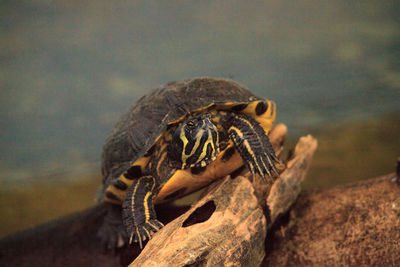 Yellow bellied cooter trachemys scripta scripta in a pond in bonita springs, florida