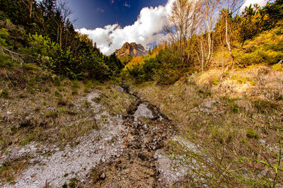 Plants growing by stream on land against sky