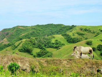 Horses on field against sky