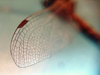 Close-up of leaf