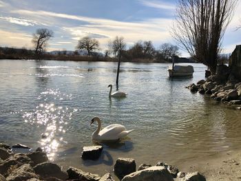 Swans swimming in lake