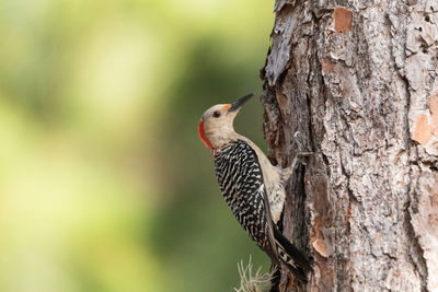 Close-up of bird perching on tree trunk